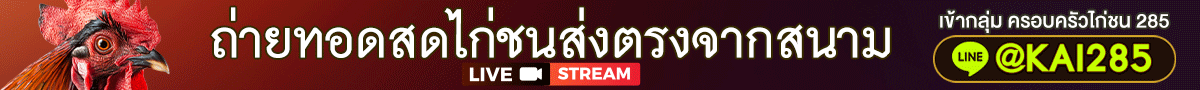 ถ่ายทอดสดไก่ชนส่งตรงจากสนาม