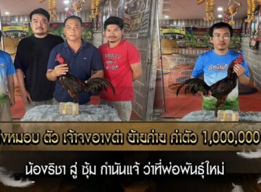 พิธีส่งหมอบ ตัว เจ้าจงอางดำ น้องริชา ย้ายค่าย ค่าตัว 1,000,000 บาท ว่าที่พ่อพันธุ์ใหม่ ซุ้ม กำนันแจ้ เจ้าจงอางดำ แชมป์เงินล้าน สนามไผ่เงินล้าน ติดมัดจำชน 16,000,000 สนามชนไก่ทองอินเตอร์ ย้ายค่าย ค่าตัว 1,000,000 บาท