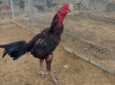 หนุ่มโรงปุ่ย ไก่ชื่อ เจ้าคิงดำ