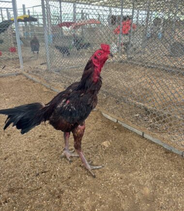 หนุ่มโรงปุ่ย ไก่ชื่อ เจ้าคิงดำ