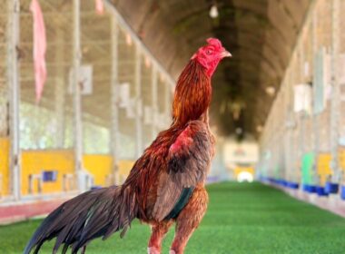 บ้านสวนปุญญพัฒน์ ไก่ชื่อ เจ้าซีโฟ