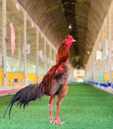 บ้านสวนปุญญพัฒน์ ไก่ชื่อ เจ้าซีโฟ