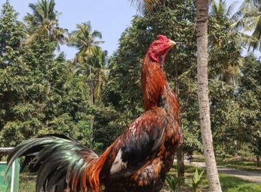ส.สมบัติ  ไก่ชื่อ เจ้าปูติน