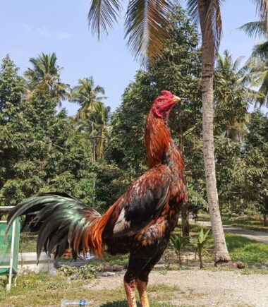 ส.สมบัติ  ไก่ชื่อ เจ้าปูติน