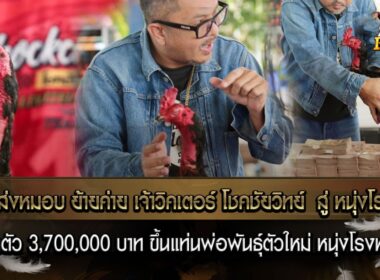 พิธีส่งหมอบ รับตัว ย้ายค่าย เจ้าวิคเตอร์ พ่อพันธุ์ตัวใหม่ เจ้าวิคเตอร์ สู่ หนุ่งโรงหมี่ ค่าตัว 3.7 M วันอาทิตย์ที่ 23 กุมภาพันธ์ 2568