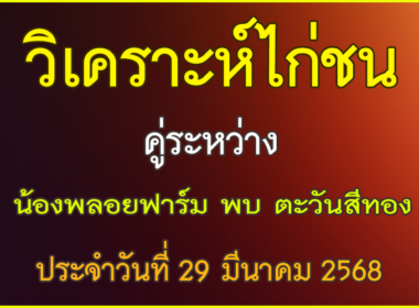 วิเคราะห์ไก่ชน คู่ระหว่าง น้องพลอยฟาร์ม VS ตะวันสีทอง ประจำวันที่ 29 มีนาคม 2568