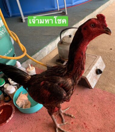 เจ้ามหาโชค ซุ้ม ซุปเปอร์บอล