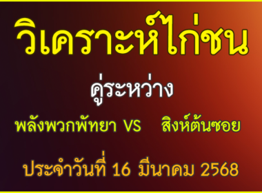 วิเคาระห์ไก่ชน คู่ระหว่าง พลังพวกพัทยา VS สิงห์ต้นซอย ประจำวันที่ 16 มีนาคม 2568