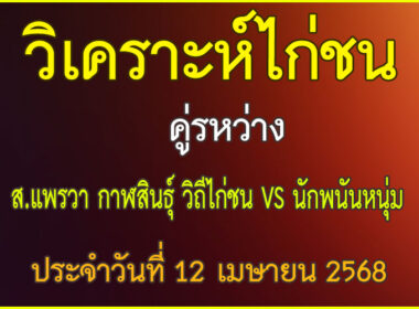 วิเคราะห์ไก่ชน คู่ระหว่าง ส.แพรวา กา?สินธุ์ วิถีไก่ชน VS นักพนันหนุ่ม ประจำวันที่ 12 เมษายน 2568