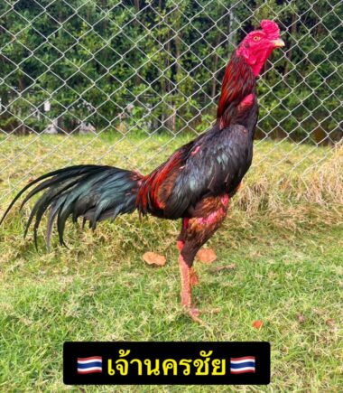 เพชรนำโชค ไก่ชื่อเจ้านครชัย สถิติ 3 ไฟต์