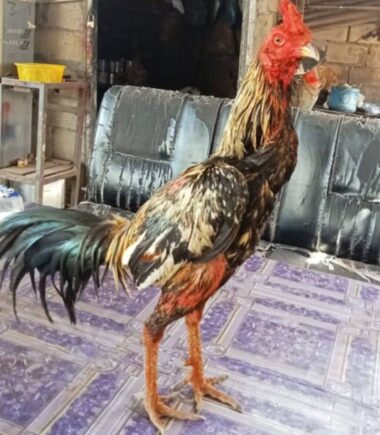 อินฝ่าย นำโชค ไก่ชื่อเจ้าจอมโหด