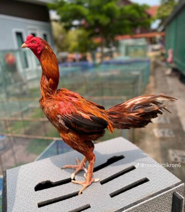 เจ้าทองคำ  ซุ้ม ส.แพรวา กาฬสินธ์ุ