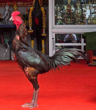 ซุ้ม นินลนีย์ฟาร์ม สังกัด กิตติศักดิ์ฟาร์ม ไก่ชื่อ เจ้าคิงคอง