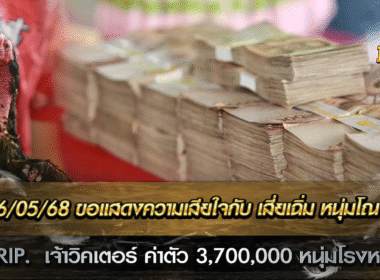 ขอแสดงความเสียใจ กับ เสี่ยเฉิ่ม หนุ่มโรงหมี่ ด้วยนะครับที่ ศูนย์เสีย พ่อพันธุ์หลัก ทรงคุณค่า ที่มีค่า นำเข้ามา ค่าตัว 3,700,000 บาท เมื่อเดือน กุมภาพันธ์ 68 ที่ผ่านมา นี่ แต่ก็ได้ทำการ เพาะสายพันธุ์ ไว้บางแล้ว