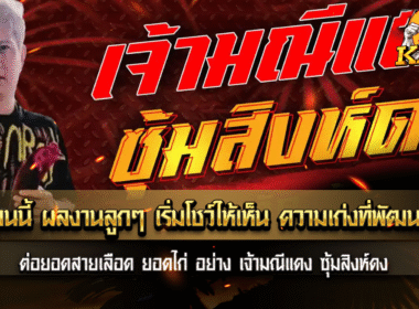 ตอนนี้ ผลงานลูกๆ เริ่มโชว์ให้เห็น ความเก่ง พัฒนา ต่อยอดสายเลือด ยอดไก่ อย่าง เจ้ามณีแดง ซุ้มสิงห์ดง สังกัดน้องดาว สายสามเอี่ยว