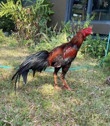 ซุ้ม พญาช้างศึก