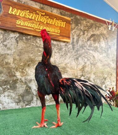 ซุ้ม เพชรนำโชค  เจ้ายอดวิชา