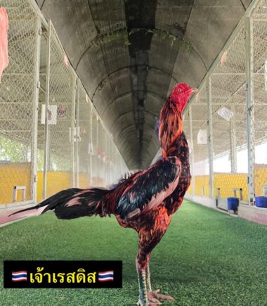 ซุ้ม เพชรนำโชค เจ้าเรสดิส
