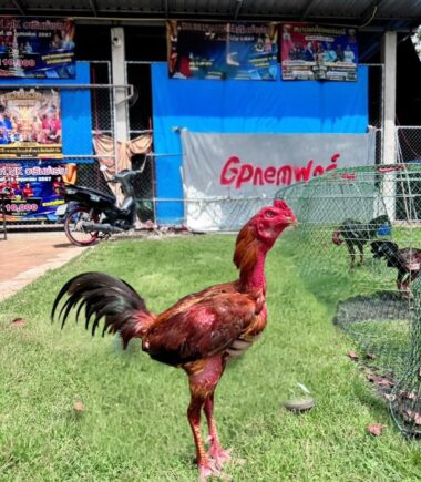 ซุ้ม ส.สมบัติ+สวนทุเรียนเจ้าสัว ไก่ชื่อ เจ้าเทาวันเฮง