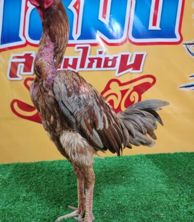 เจ้าเยียร์โบ๊ท มงคลฟาร์ม