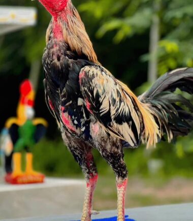 เจ้าสาตลุง 9 ไทยฟาร์ม