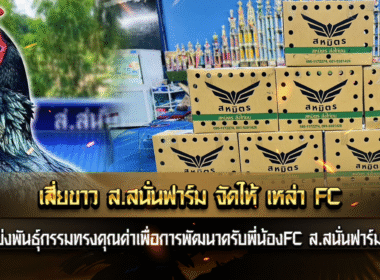 เสี่ยขาว ส.สนั่นฟาร์ม จัดให้ เหล่า FC ตามเสียงเรียกร้องกันเข้ามาเยอะ แบ่งสายเลือด ส.สนั่นฟาร์ม ไปไม่มีขาดทุน