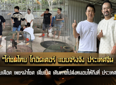 “ไก่ชนไทย โกอินเตอร์ แบบจริงจัง ประเทศจีน สนใจลูกเหล่า สายเลือด เพชร นำโชค เสี่ยเปิ้ลเดินทางไปส่งหมอบให้ถึงที่ ถือ โอกาศ นี้มาขอบคุณ