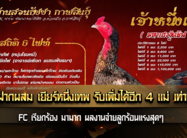 เรียกร้องกันมามาก สายเยียร์ ตอนนี้ ผลงานจ่ายลูกร้อนแรงสุดๆ เปิดฝากผสม เยียร์หนึ่งเทพ  รับเพิ่มได้อีก 4 แม่ เท่านั้น
