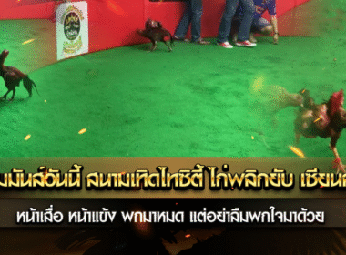 ความมันส์วันนี้ สนามเทิดไทซิตี้ ไก่พลิกยับ เซียนสลบ
