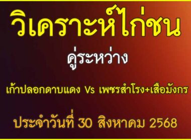 วิเคราะห์ไก่ชน คู่ระหว่าง เก้าปลอกดาบแดง VS เพชรสำโรง+เสือมังกร ประจำวันที่ 30 สิงหาคม 2568