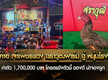 ย้ายค่าย เจ้าเพชรแดง สราวุฒิฟาร์ม สู่ หนุ่มโรงหมี่