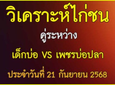 วิเคราะห์ไก่ชน คู่ระหว่าง เด็กบ่อ VS เพชรบ่อปลา ประจำวันที่ 21 กันยายน 2568