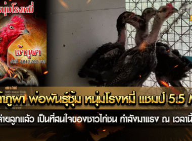 เจ้าภูผา พ่อพันธุ์ซุ้ม หนุ่มโรงหมี่ แชมป์ 5.5 M