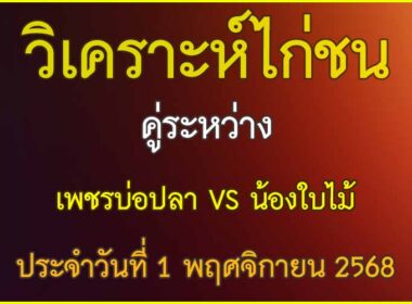 วิเคราะห์ไก่ชน คู่ระหว่าง เพชรบ่อปลา VS น้องใบไม้ สังกัด สิงห์บางกระบือ ประจำวันที่ 1 พฤศจิกายน 2568