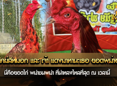 เจ้าพยัคฆ์สีหมอก และ เจ้าแดงมาหานะเธอ ยอดพม่ายุคใหม่