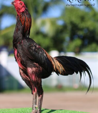 เจ้าองค์ดำ บ้านใหญ่กำพลฟาร์ม สถิติ 2 ไฟต์