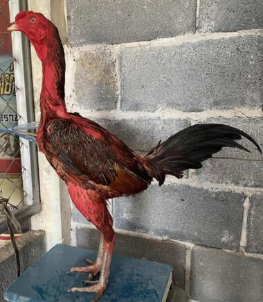 เจ้าลำน้ำมูล   เพชรเจริญโชค สถิติ 3 ไฟต์