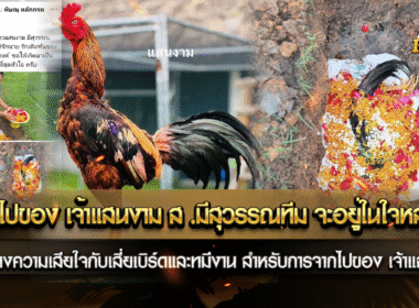 การจากไก่ของ เจ้าแสนงาม ส.มีสุวรรณทีม จะอยู่ในใจหลายๆคน