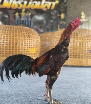 เพชรบ่อปลา