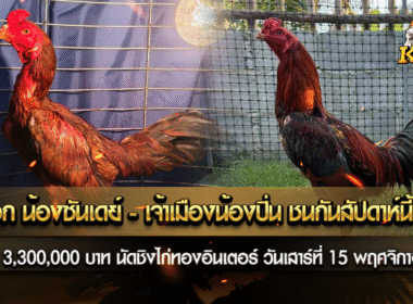 รองคู่เอกสนามไก่ทองอินเตอร์ คู่น้องซันเดย์ พบ เจ้าเมืองน้องปิ่น ชนแน่นอน 100%