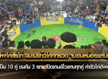 วันแห่งโคตรไก่ สนามแก้วโคกกรวด จบอันหน่อยแทบทุกคู่