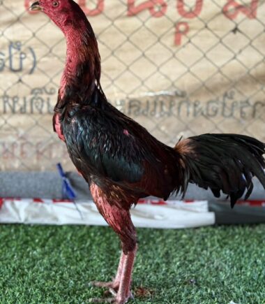 ต.หลังเขา