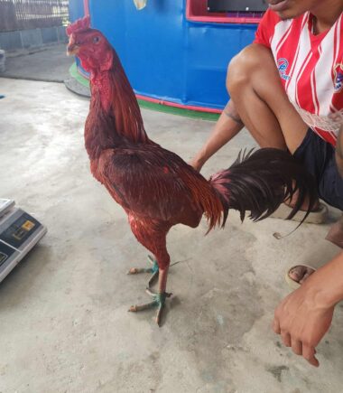 สจ. โหน่ง ชลบุรี  (เซมากูเตะ)