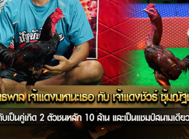 คู่เกิดอันธพาล เจ้าแดงมาหานะเธอ กับ เจ้าแดงชัวร์ ซุ้ม ณัฐนัยฟาร์ม