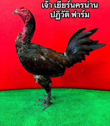 ชัยยันต์ฟาร์ม