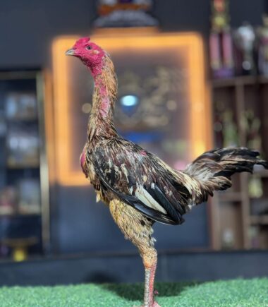 โชคเดชา